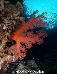 Soft coral taken at Sharks Observatory, Ras Mohamed Park. by Nikki Van Veelen 